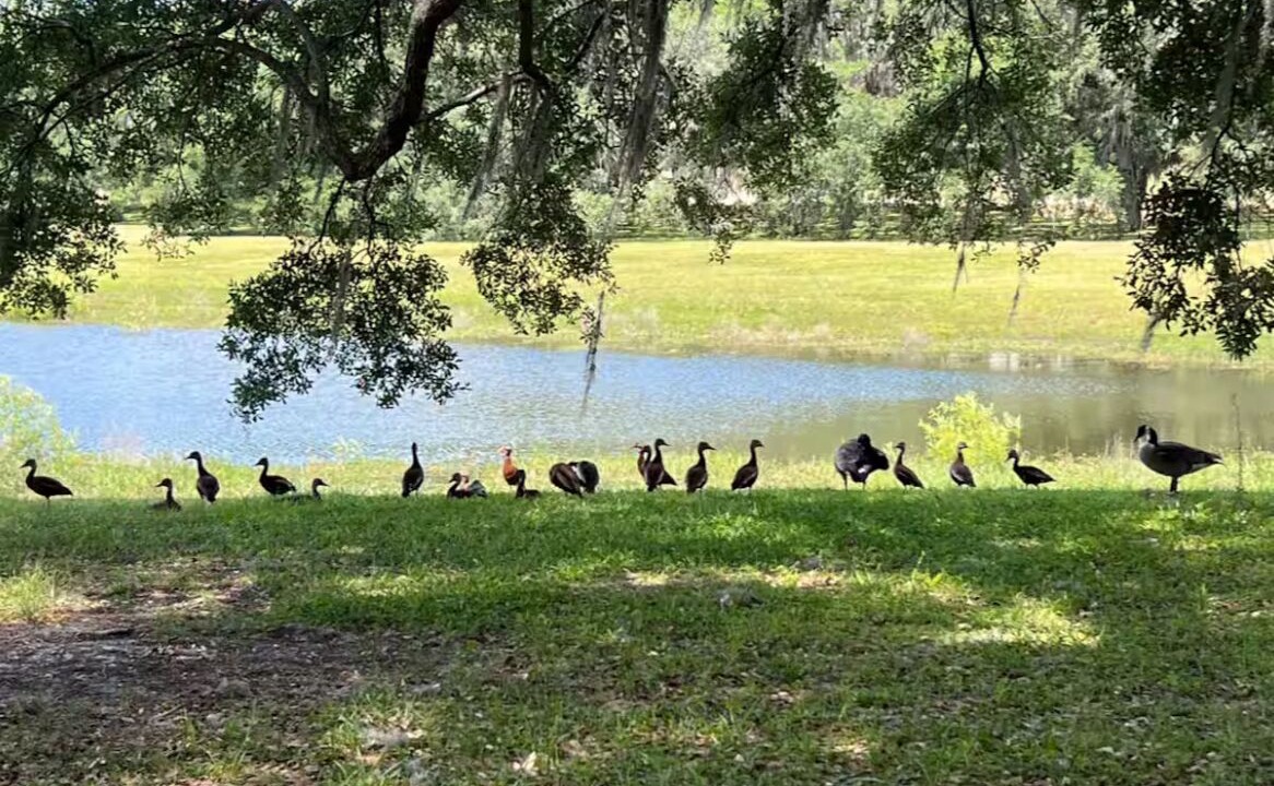 Photo of Outdoor in Dunnellon