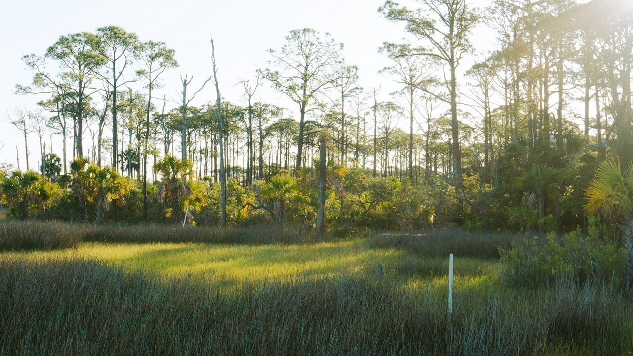 Photo of Others in Plantation