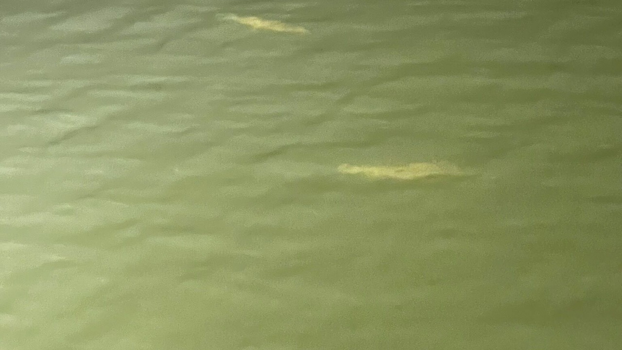 Photo of Others in Lake Catherine