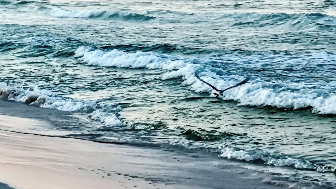 Photo of Others in Kiska Beach