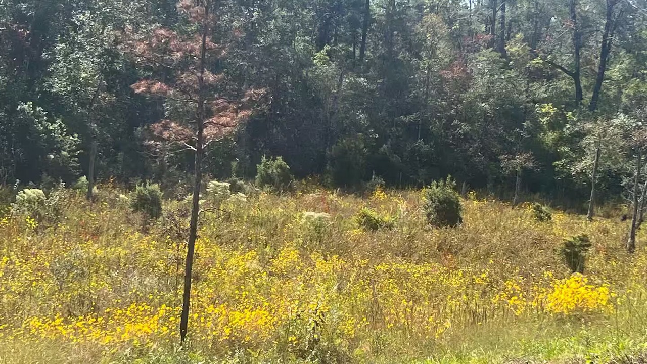 Photo of Others in Bay Minette