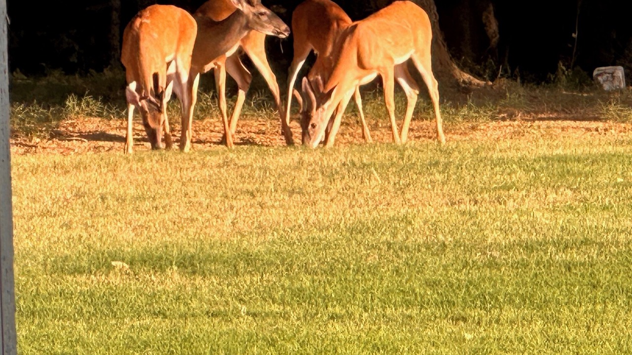Photo of Others in Hernando