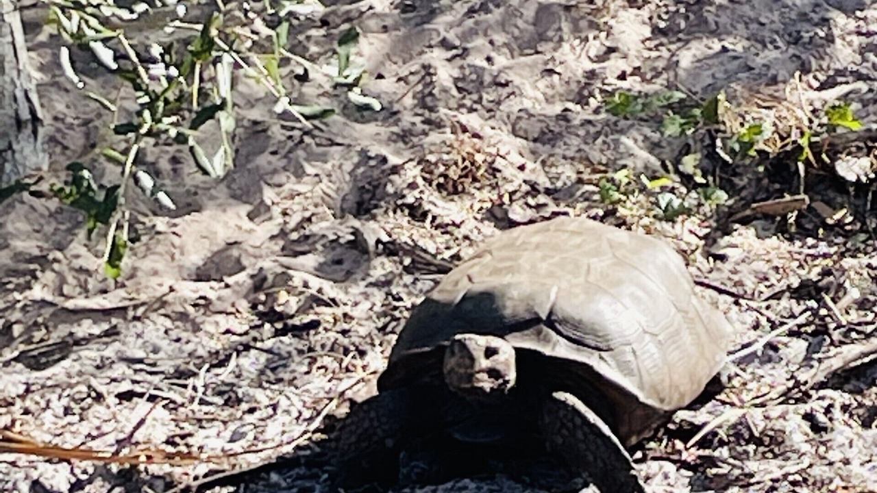 Photo of Others in North Captiva
