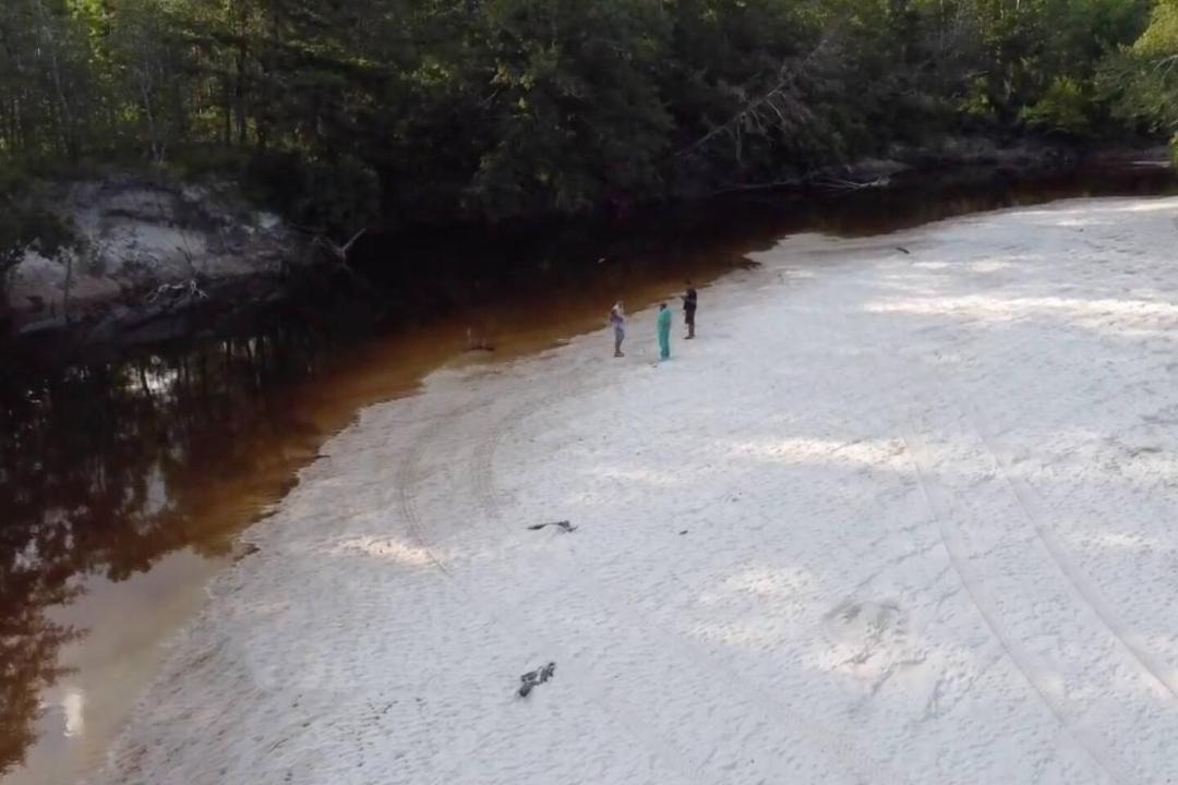 Photo of Others in Citronelle