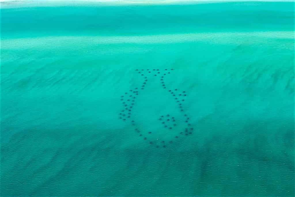 Photo of Others in Inlet Beach