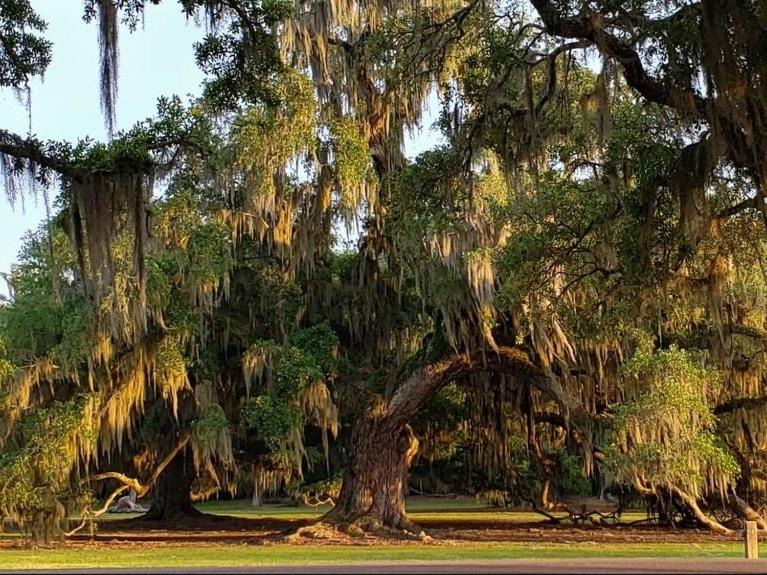 Photo of Others in Mandeville