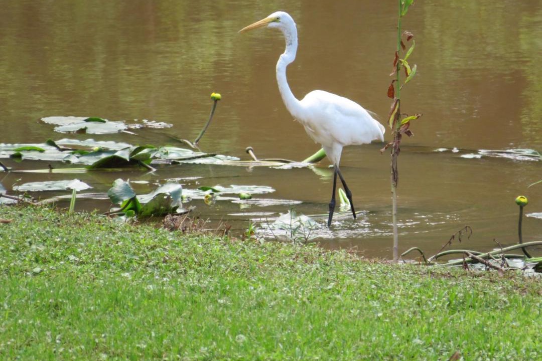 Photo of Others in Breaux Bridge
